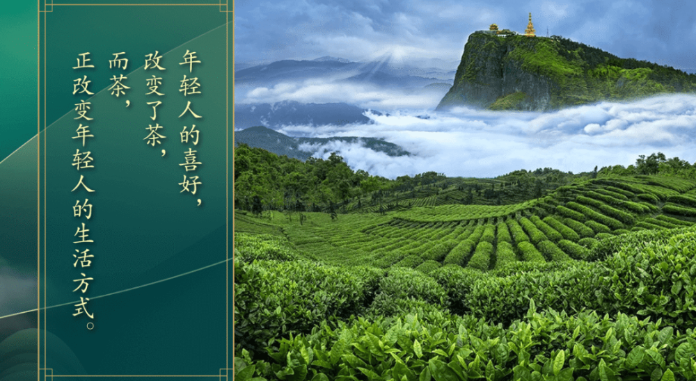 蓬勃亚博登录注册平台发展的中国茶带给世界清香也回馈大自然一片绿色